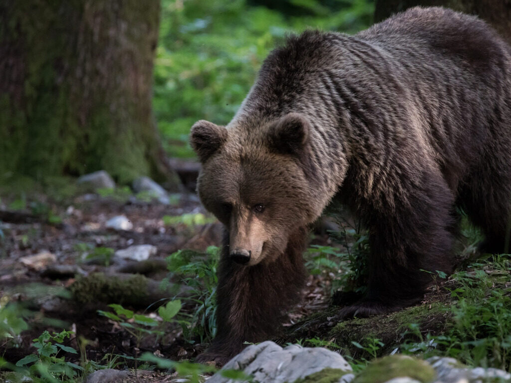 Что делать если встретил медведя в лесу. Советы от инспекции природоохраны